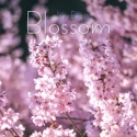 Blossom f�r Marimba
