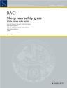 Sheep may safely graze RV1 f�r Sopran , 2 Altblockfl�ten und Bc PARTITUR+STIMMEN